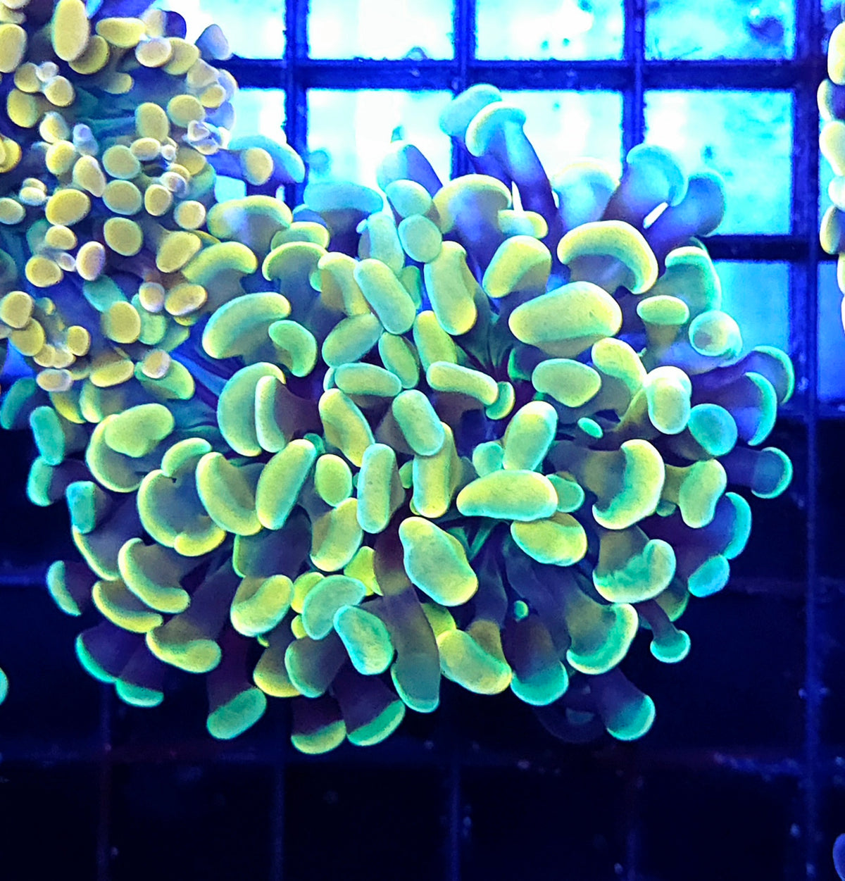 Euphyllia Holy Grail Branching Hammer 2 Köpfe WYSIWYG - DNZ / 132 – Produktbild