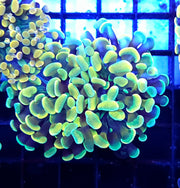 Euphyllia Holy Grail Branching Hammer 2 Köpfe WYSIWYG - DNZ / 132 – Produktbild