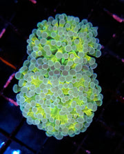 Euphyllia Hybrid Hammer Gold Stem Premium 2 Köpfe WYSIWYG / 133
