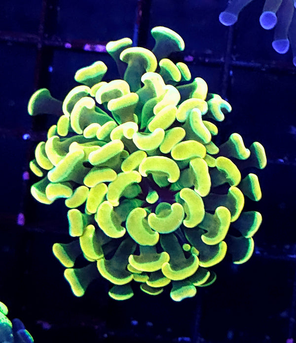 Euphyllia Branching Hammer Golden Sun 24k WYSIWYG - DNZ / 134