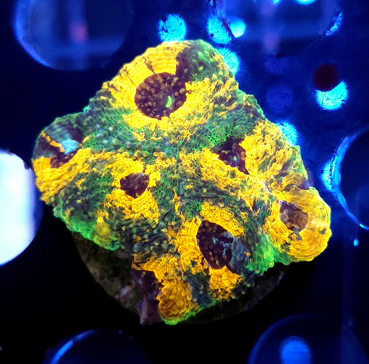 Acanthastrea echinata Rainbow WYSIWYG / 137
