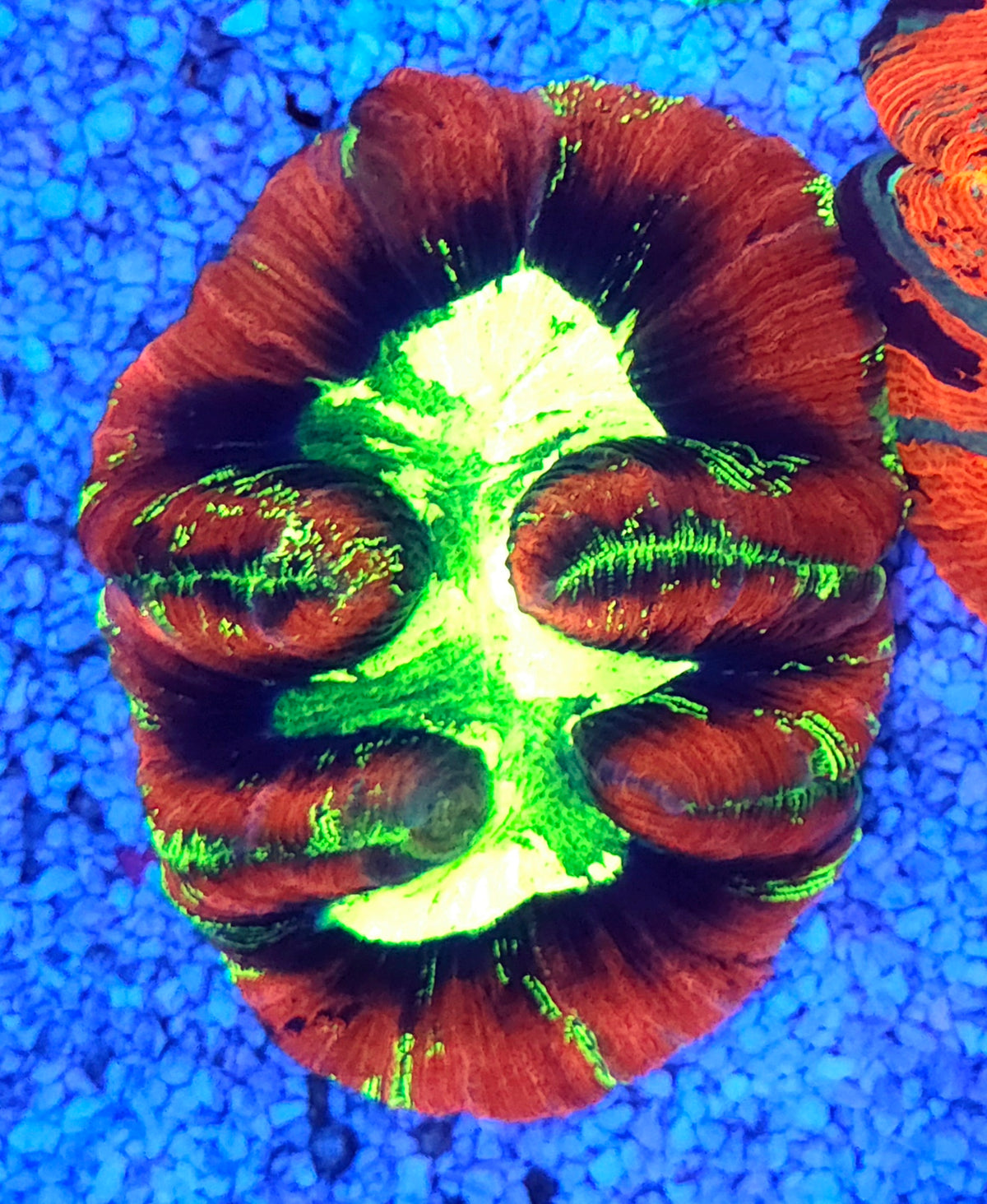 Trachyphyllia Rainbow WYSIWYG / 1401 -L – Produktbild