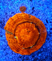 acanthophyllia mastergrade WYSIWYG / 1401 -R