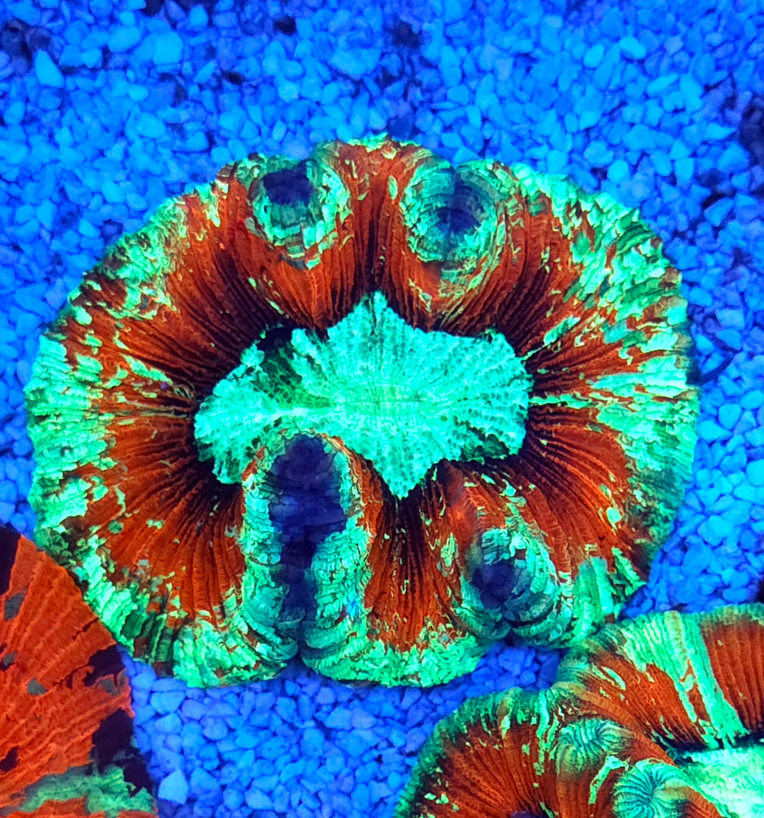 Trachyphyllia Rainbow WYSIWYG / 1401 - R