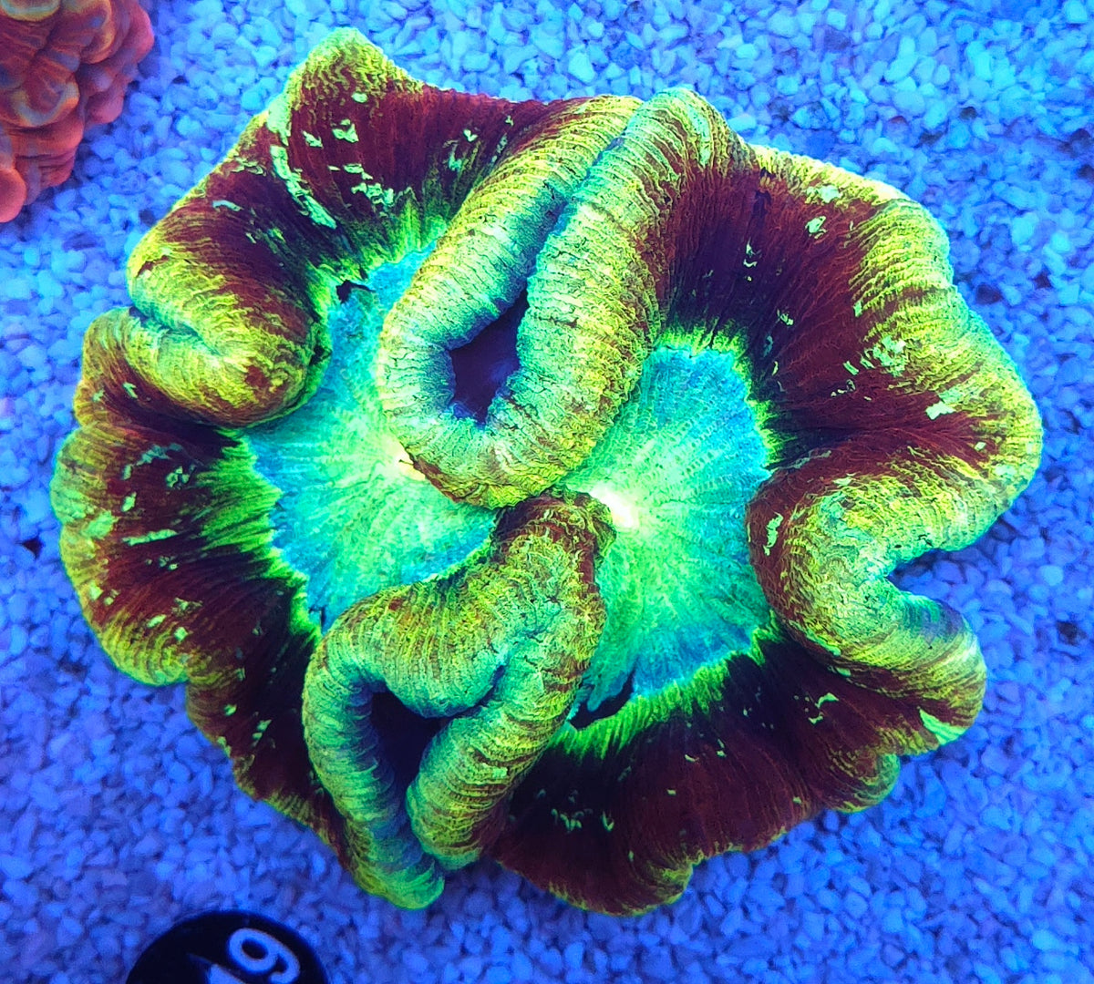 Trachyphyllia Rainbow WYSIWYG / 1402 – Produktbild