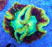 Trachyphyllia Rainbow WYSIWYG / 1402 – Produktbild