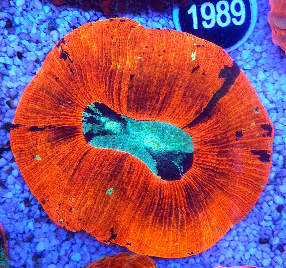 Trachyphyllia Rainbow WYSIWYG / 1403