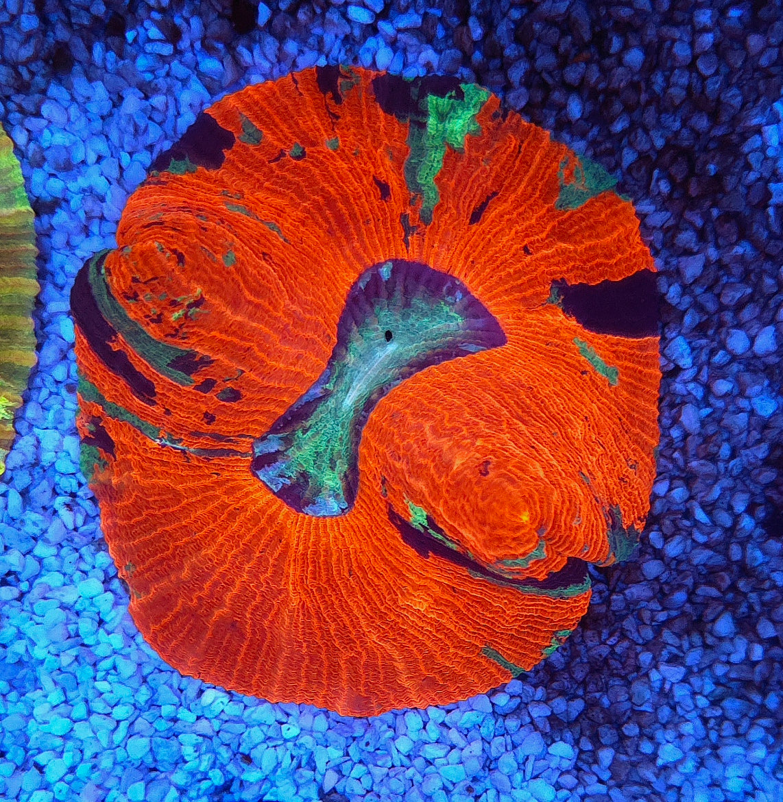 Trachyphyllia Rainbow WYSIWYG / 1403 – Produktbild