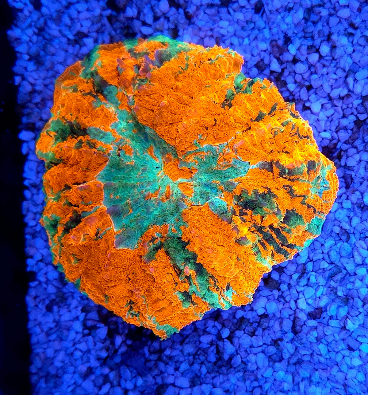 acanthophyllia mastergrade WYSIWYG / 1404 – Produktbild