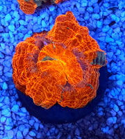 acanthophyllia mastergrade WYSIWYG / 1405 -L – Produktbild