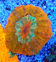 acanthophyllia mastergrade WYSIWYG / 1406 -L – Produktbild