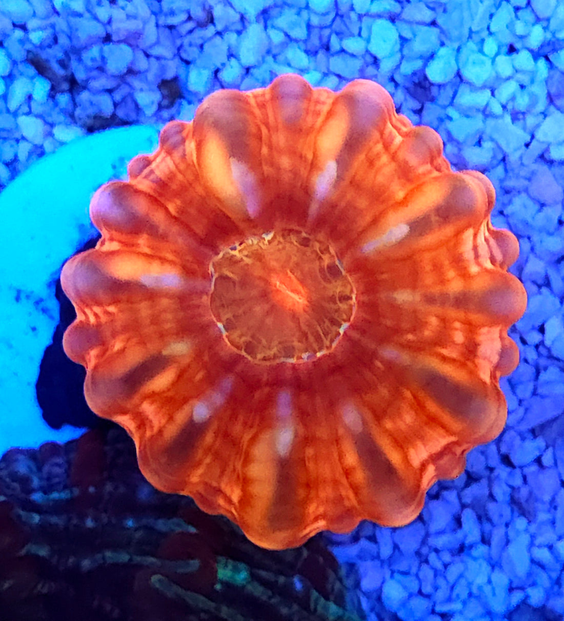 Cynarina Red WYSIWYG / 1406 -R