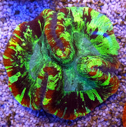 Trachyphyllia Rainbow WYSIWYG / 1407