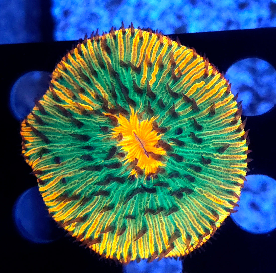 Fungia Rainbow Premium WYSIWYG / 1407 - R