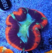 Trachyphyllia Rainbow WYSIWYG / 1408 – Produktbild