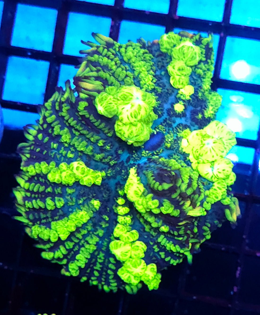 Rhodactis Uranium Bounce Scheibenanemone "Selten" WYSIWYG / 1412 - L