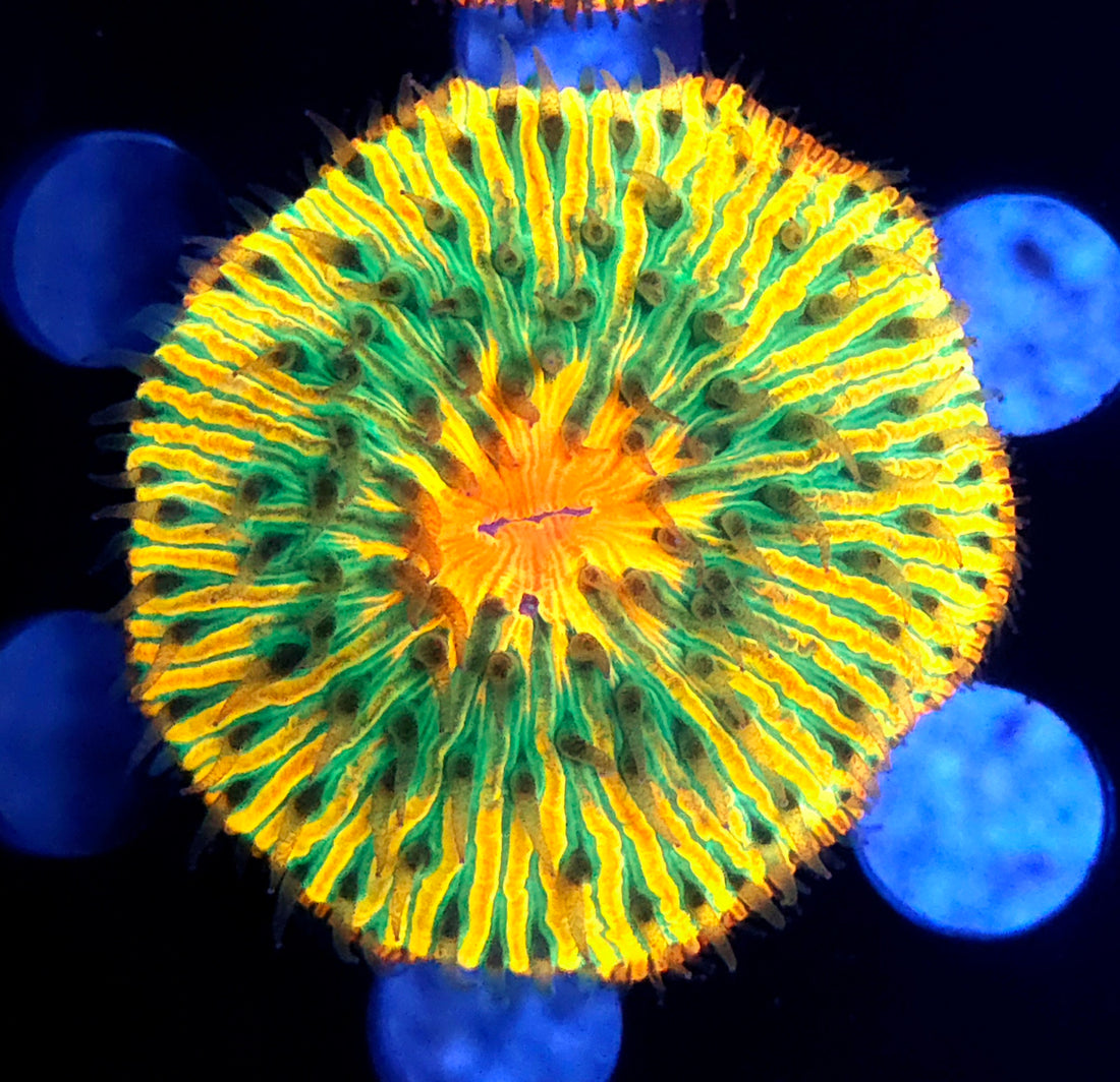 Fungia Rainbow Premium WYSIWYG / 1416 - R