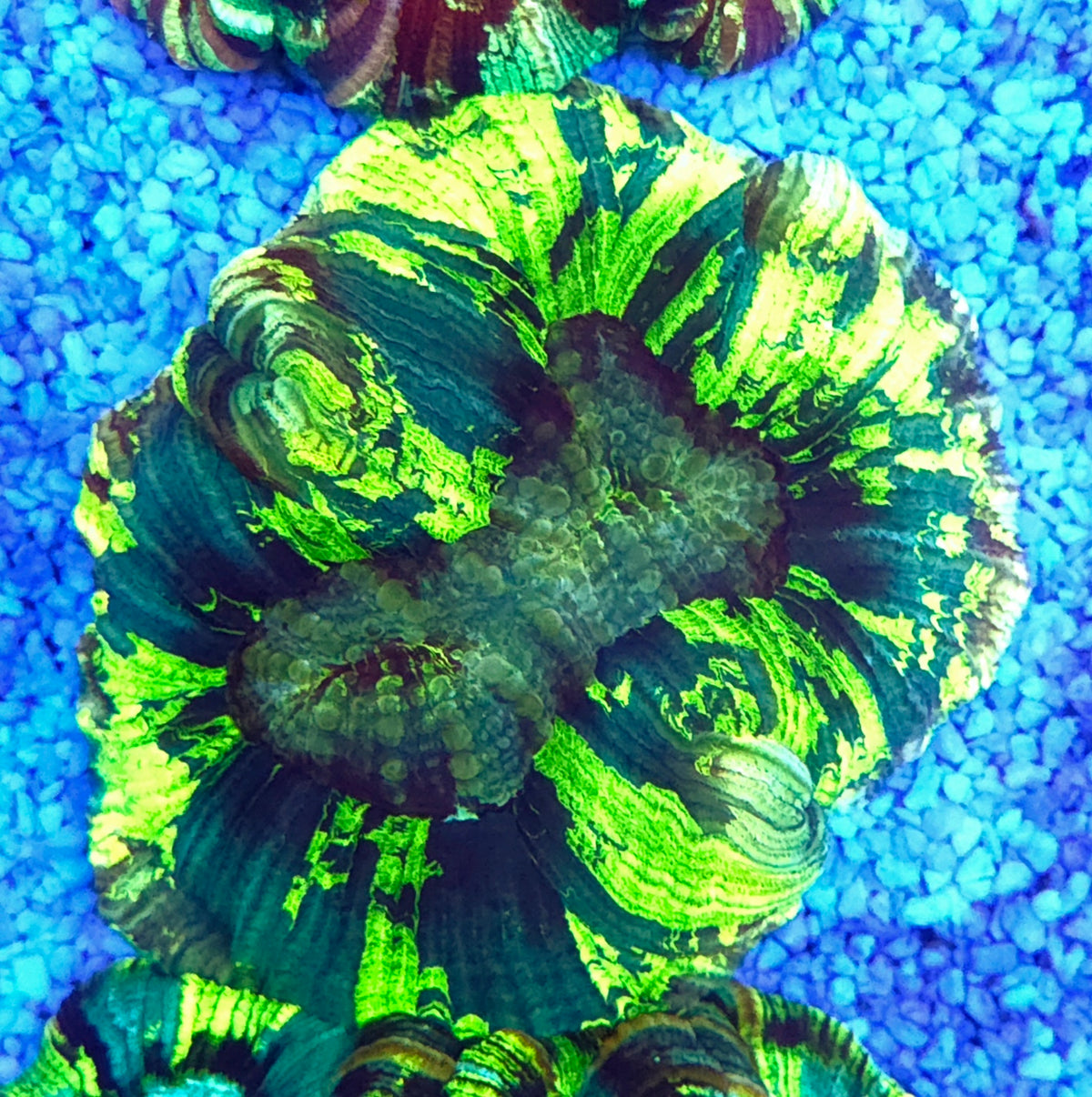 Trachyphyllia Rainbow WYSIWYG / 1419 – Produktbild