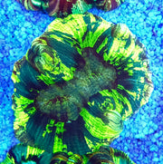 Trachyphyllia Rainbow WYSIWYG / 1419 – Produktbild