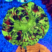 Trachyphyllia Rainbow WYSIWYG / 1420 – Produktbild