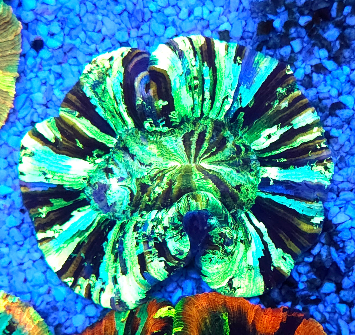 Trachyphyllia Rainbow WYSIWYG / 1427 – Produktbild