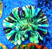 Trachyphyllia Rainbow WYSIWYG / 1427 – Produktbild