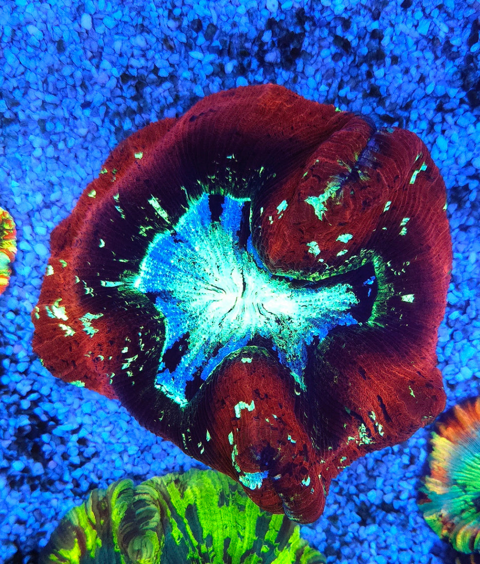 Trachyphyllia Rainbow WYSIWYG / 1437 – Produktbild