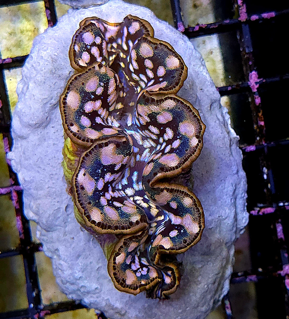 Tridacna maxima 5 - 6 cm WYSIWYG / 1439 - D