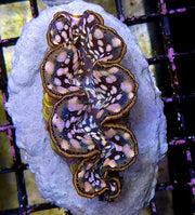 Tridacna maxima 5 - 6 cm WYSIWYG / 1439 - D – Produktbild