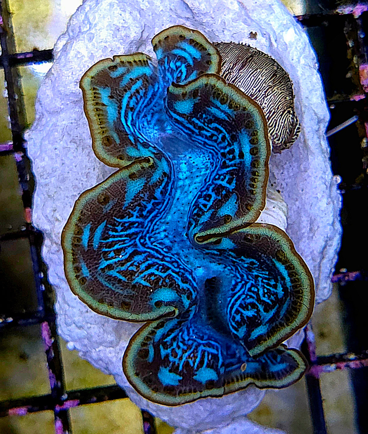 Tridacna maxima 5 - 6 cm WYSIWYG / 1439 -U – Produktbild