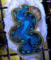 Tridacna maxima 5 - 6 cm WYSIWYG / 1439 -U – Produktbild