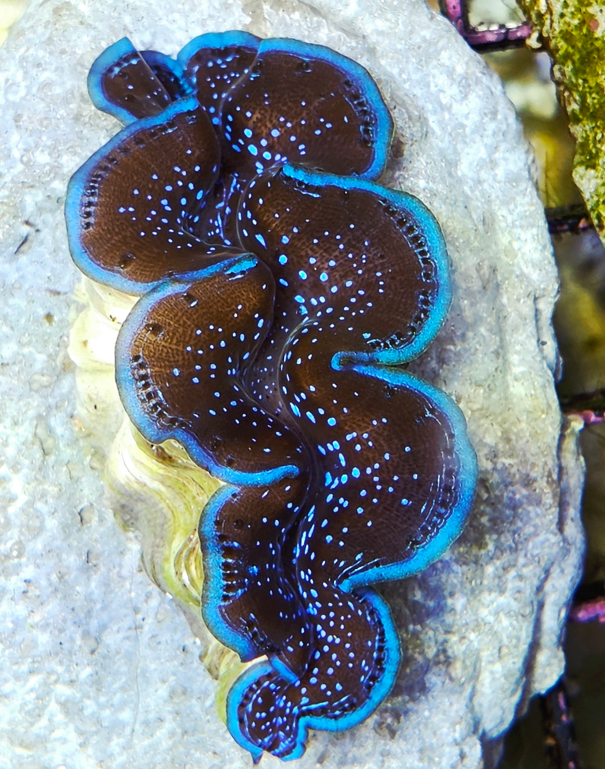 Tridacna maxima 5 - 6 cm WYSIWYG / 1439-U