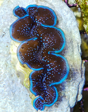 Tridacna maxima 5 - 6 cm WYSIWYG / 1439-U