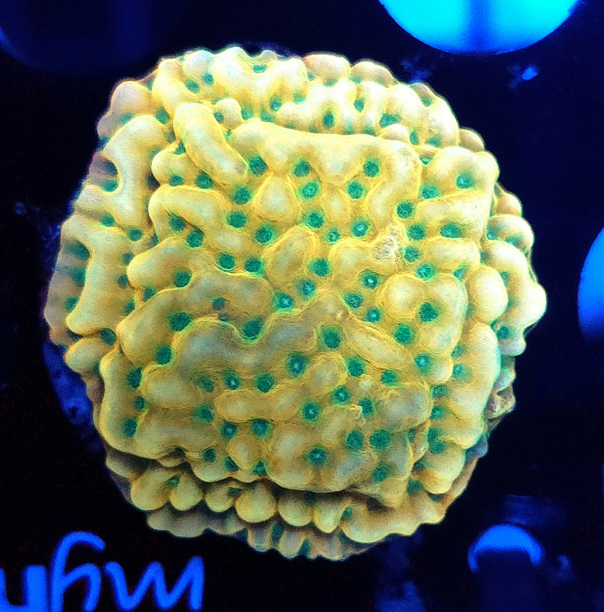 Montipora danae JF Beach Bum - WYSIWYG / 144 – Produktbild