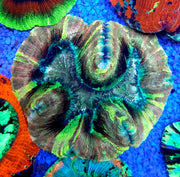 Trachyphyllia Rainbow WYSIWYG / 1443 – Produktbild