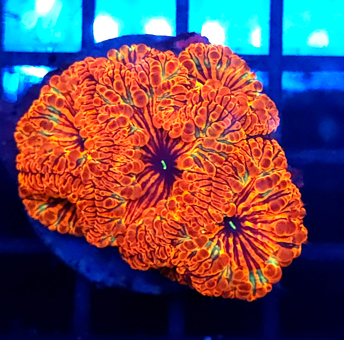 Blastomussa Wellsi Inferno Crown WYSIWYG / 1447 - L