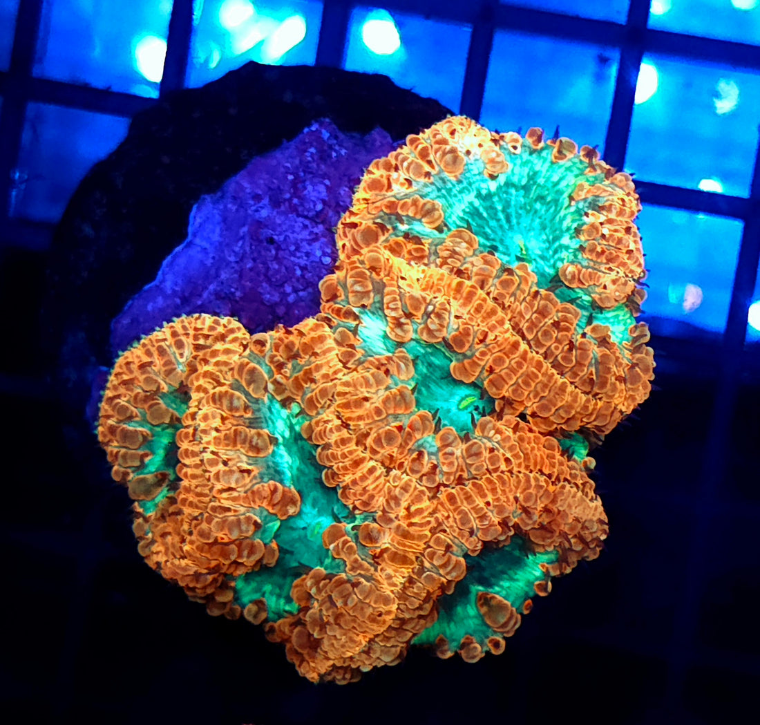 Blastomussa Wellsi Radioactive Pumpkin WYSIWYG / 1447 - R