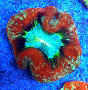 Trachyphyllia Rainbow WYSIWYG / 1448 – Produktbild