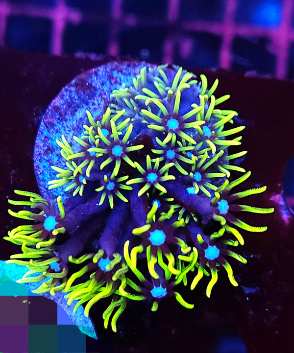 Pachyclavularia violacea