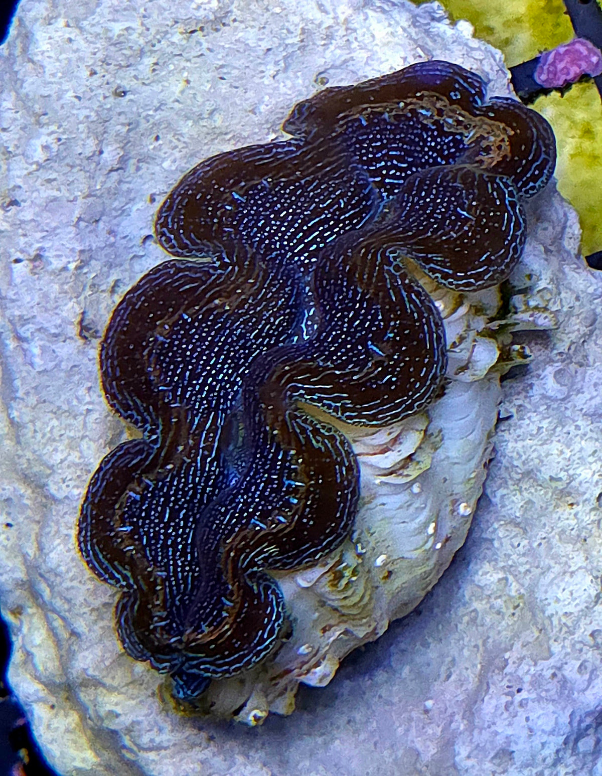 Tridacna Crocea 4 - 5 cm WYSIWYG / 1451 -D – Produktbild