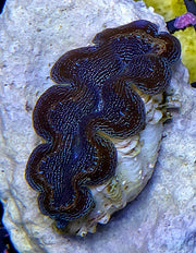 Tridacna Crocea 4 - 5 cm WYSIWYG / 1451 -D – Produktbild