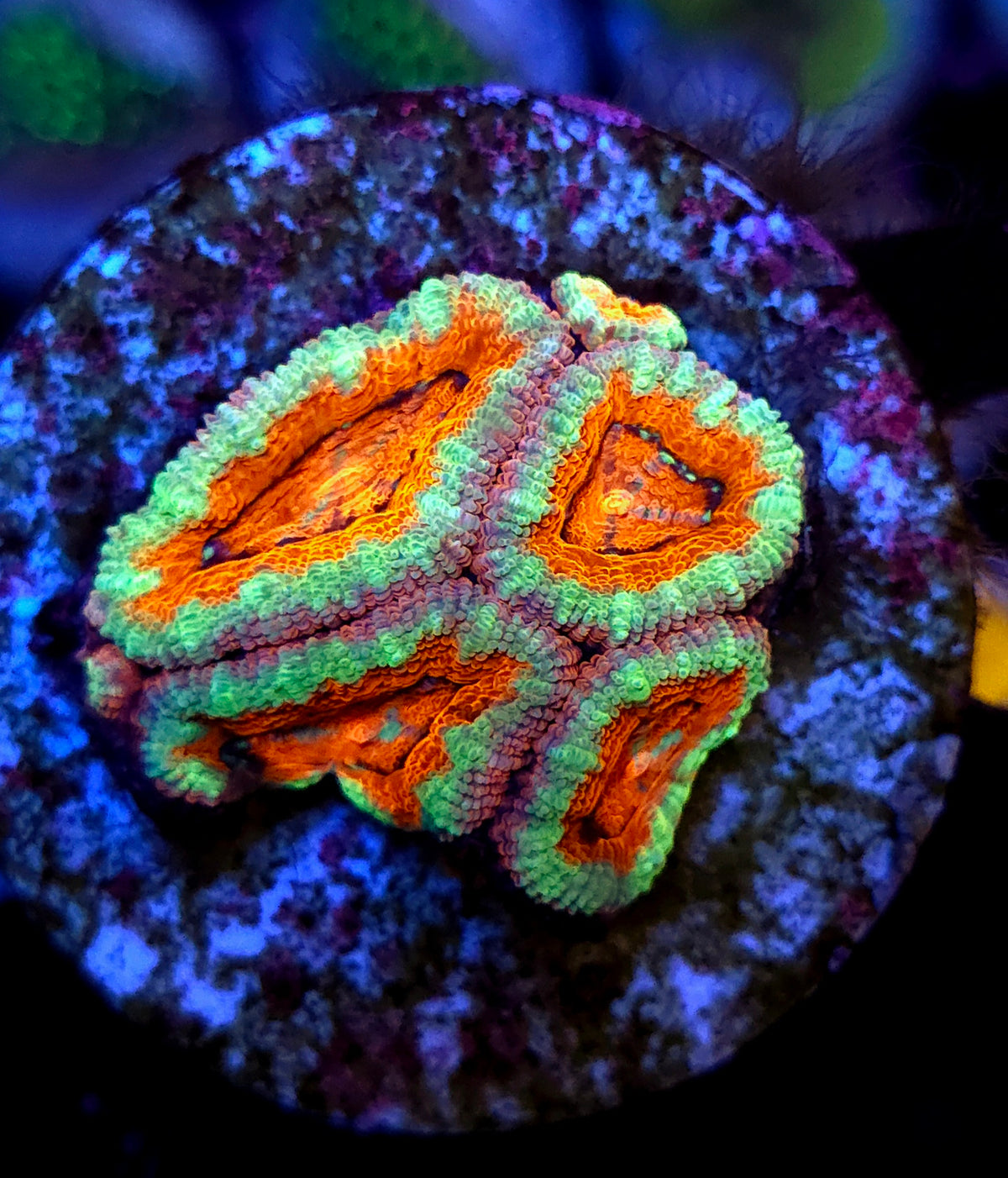 Acanthastrea lordhowensis WYSIWYG / 1451-L
