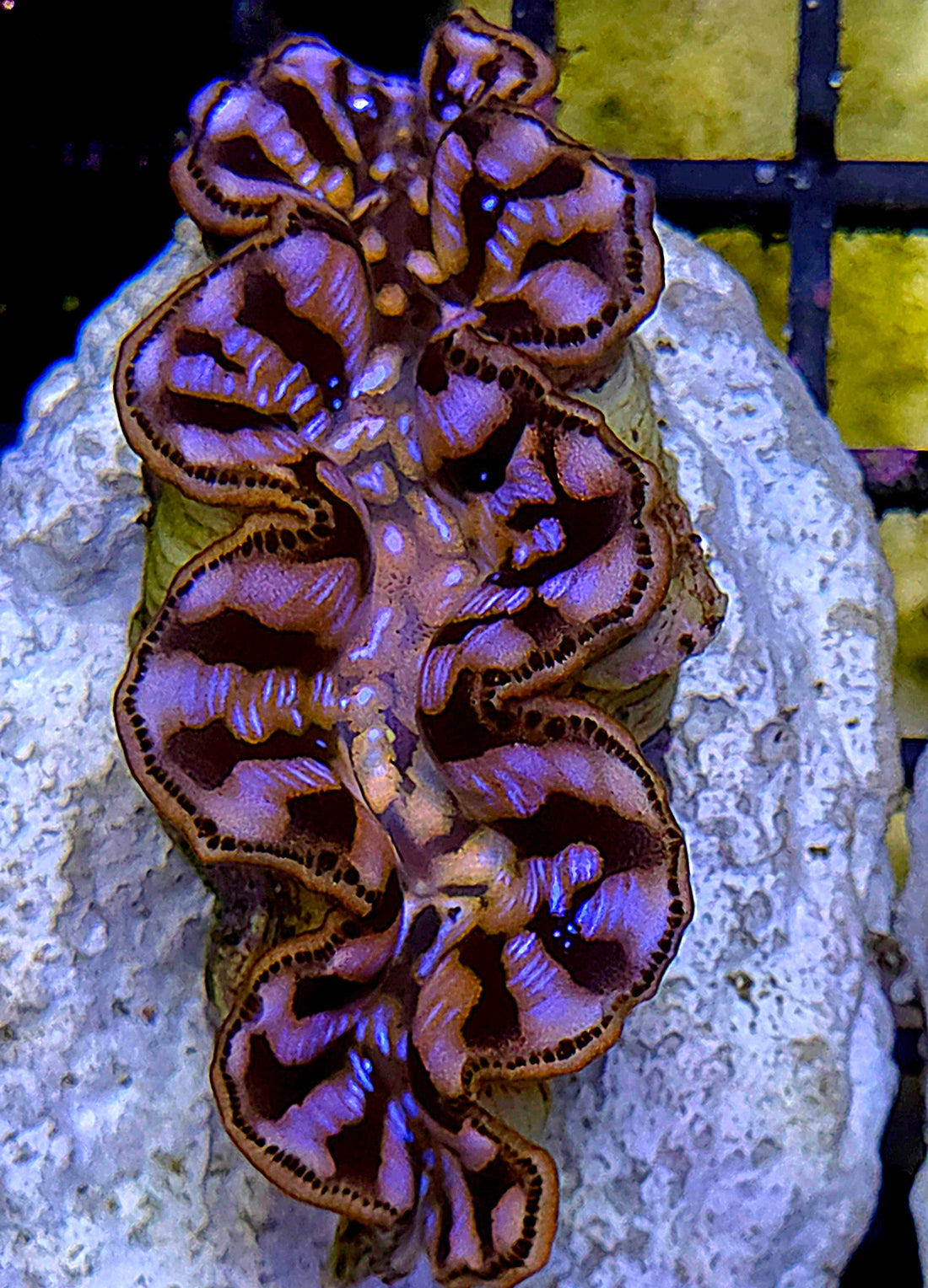 Tridacna maxima 5 - 6 cm WYSIWYG / 1451 -U