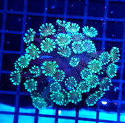 Alveopora CP Minty Explosion WYSIWYG - DNZ / 1452 -L – Produktbild