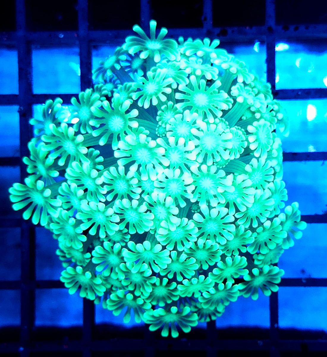 Alveopora CP Frozen Reef WYSIWYG - DNZ / 1452 -R