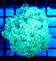 Alveopora CP Frozen Reef WYSIWYG - DNZ / 1452 -R – Produktbild