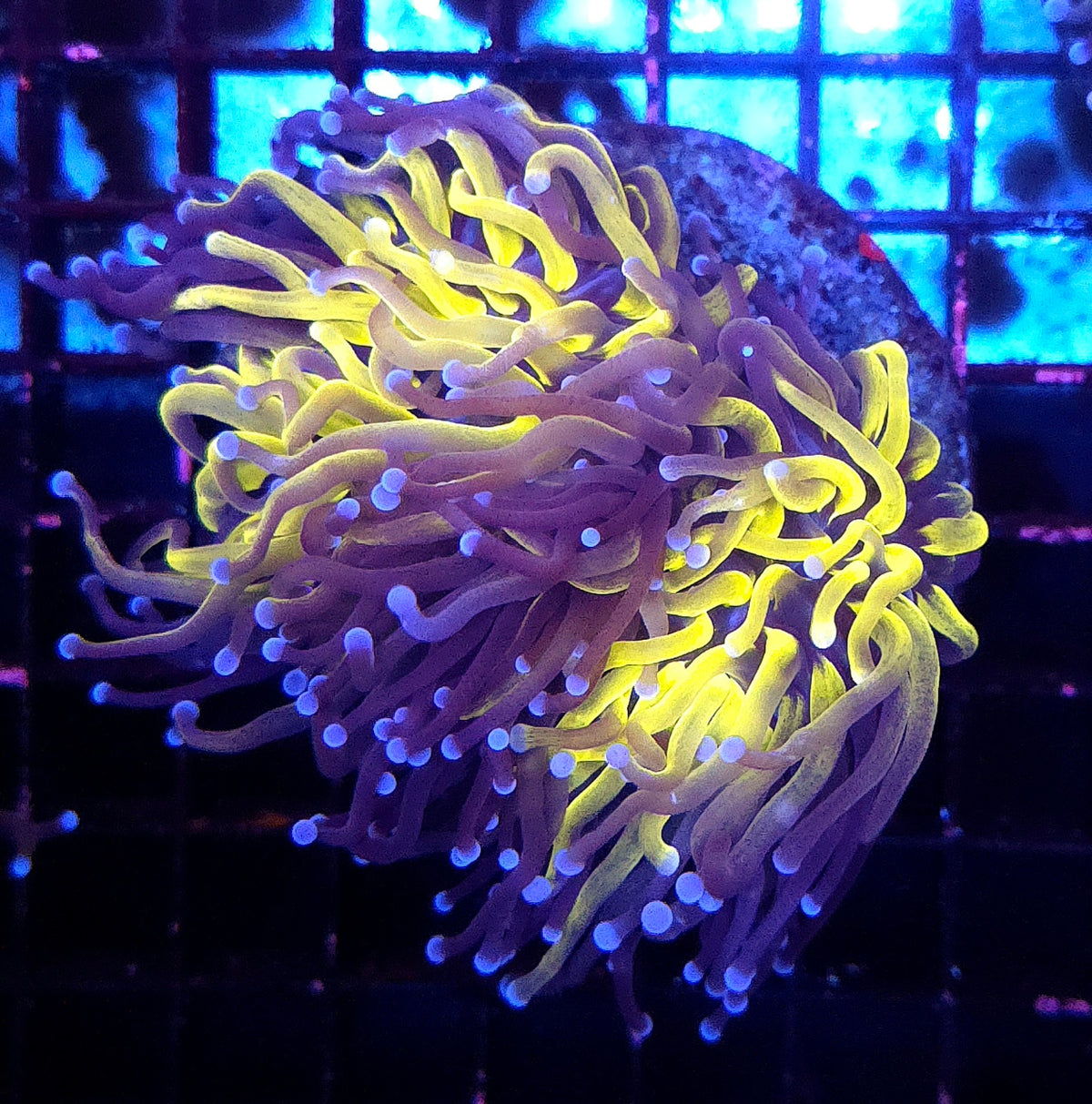 Euphyllia Glabrescens Tiger Torch WYSIWYG / 1453 -D