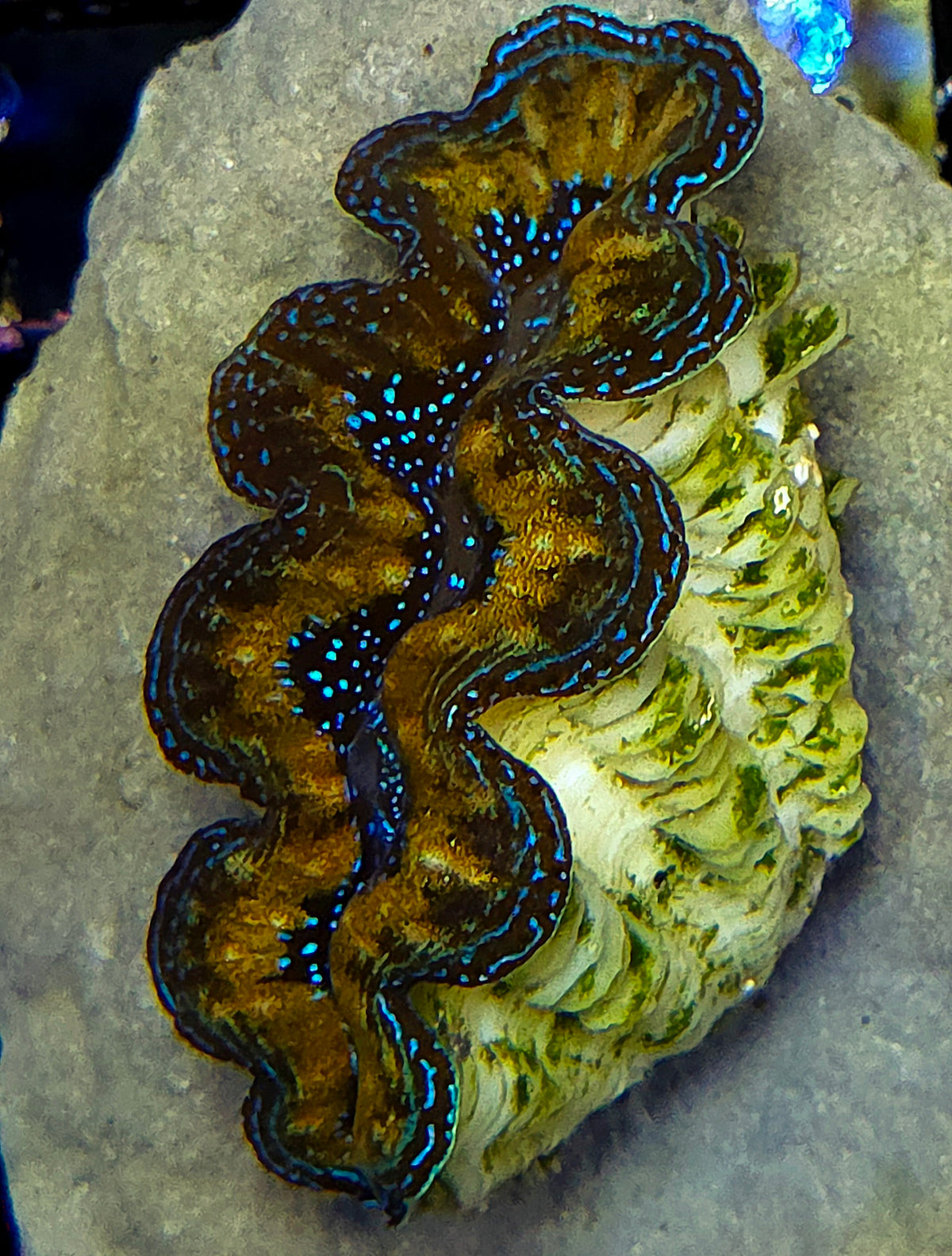 Tridacna Crocea 4 - 5 cm WYSIWYG / 1453 -D – Produktbild