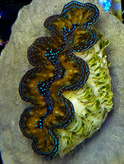Tridacna Crocea 4 - 5 cm WYSIWYG / 1453 -D – Produktbild