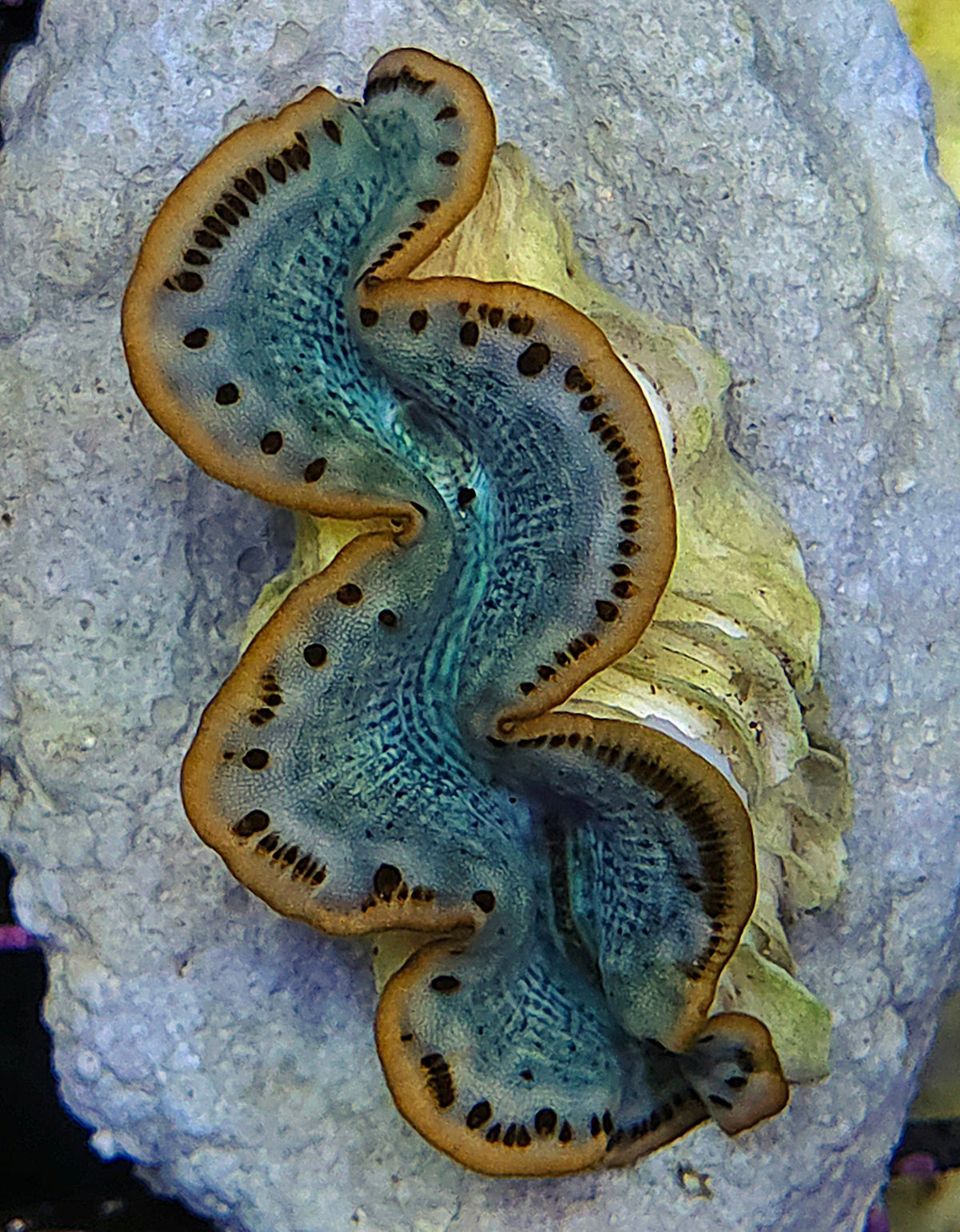 Tridacna maxima 4 - 5 cm WYSIWYG / 1453 -U – Produktbild